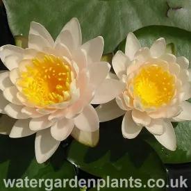 Nymphaea 'Walter Pagels'